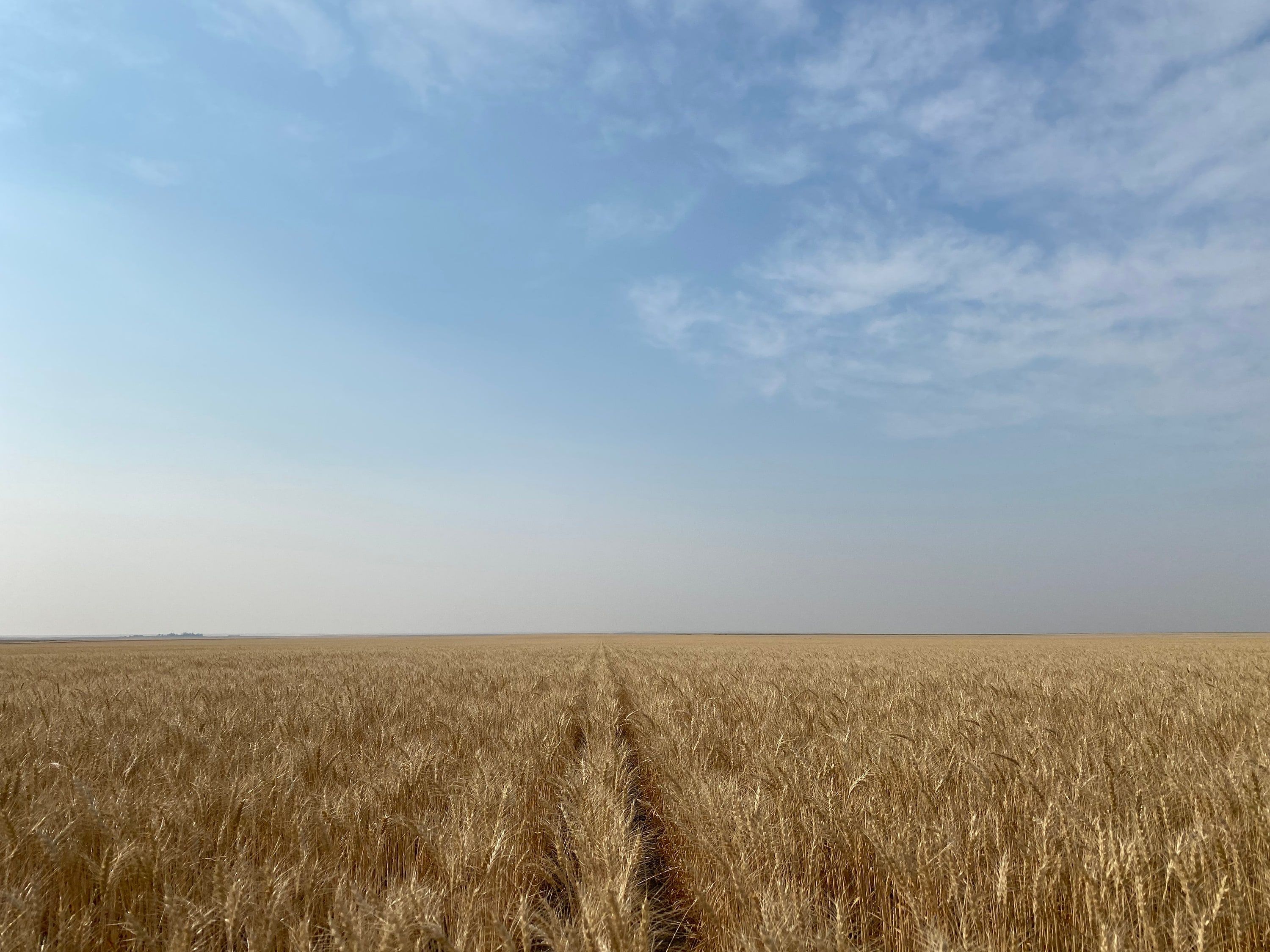 A standing wheat crop to the horizon under a hazy sky